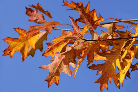 五颜六色的秋天叶子在公园, 蓝色天空在背景