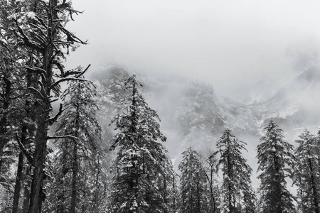 雾中雪山上的松树图片