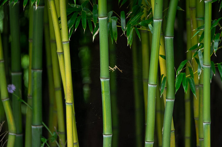绿色竹茎的东方背景图片