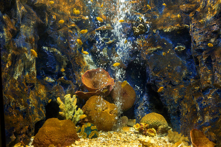 海洋水族馆与鱼类和珊瑚