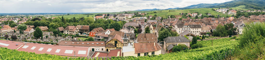 Bergheim Rhin, 阿尔萨斯, 法国 夏季葡萄园