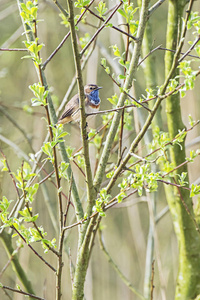 Bluethroat 栖息在树枝上