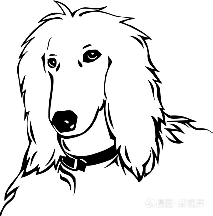 阿富汗猎犬插画-正版商用图片07ht3b-摄图新视界
