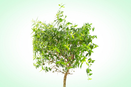 无花果Ficus Benjamina