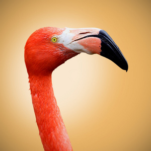 美丽的火烈鸟橙色背景上的图片