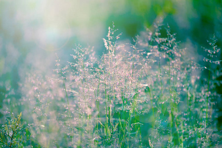 背景与夏季花卉, 花卉领域