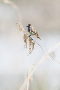 叫 bluethroat 在芦苇茎上