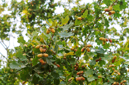 秋天橡子作物图片
