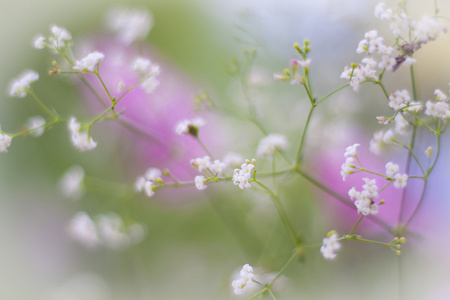 漂亮的野花