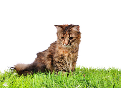 搞笑小猫猫在绿色草地上图片
