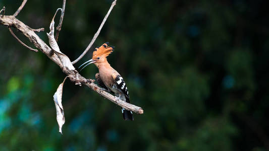 常见的 Hoopoe 鸟在自然界中
