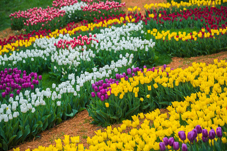 在荷兰的五彩的花卉郁金香字段