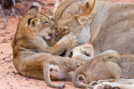 小狮子玩和妈妈一起在沙滩上