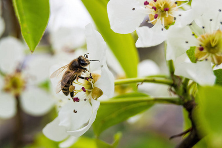 春天的一天，蜜蜂坐在花朵上采蜜