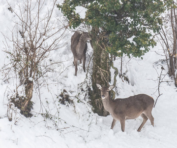 在阿斯图里亚斯山的雪鹿, 这些天的强烈降雪后