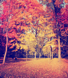 风景秀丽的秋天金黄森林