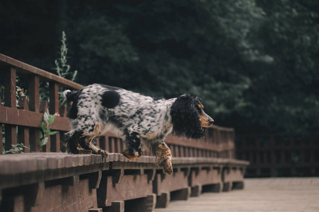 俄罗斯猎犬在公园的长凳上