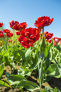 郁金香花卉背景纹理