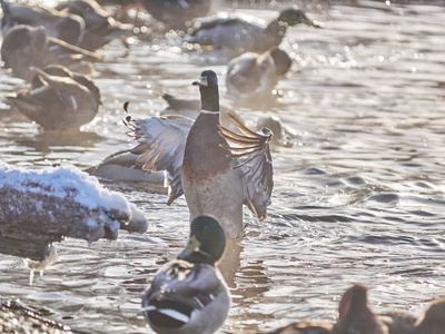 冬季在河上的鸭子