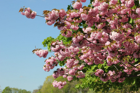樱花炫耀美丽的春天时间颜色
