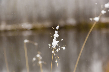 第一场雪把羽毛草落在地上