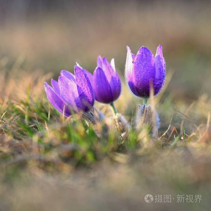 春季和春天的花朵 美丽的紫色小毛茸茸的pasque 花 白头翁 夕阳下的春草甸盛开照片 正版商用图片07i9c8 摄图新视界