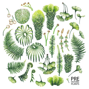 辣根植物图片-辣根植物素材-辣根植物插画-摄图新视界