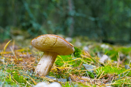 在青苔白色的临选会。大单面生长在针叶林。蘑菇生长在森林里。美丽的可食秋季大生 bolete