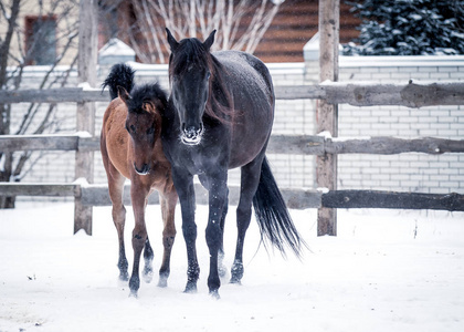 在下雪的冬天, 马驹和母亲一起散步。