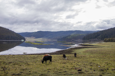 牦牛吃草在湖边自然看法在 Pudacuo 民族