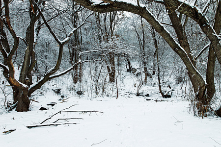 冬季风景与雪覆盖的树木