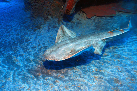 攻击关闭了肖像黑鳍鲨(角鲨)愤怒的鲨鱼头上垃圾背景在水族馆中的两个