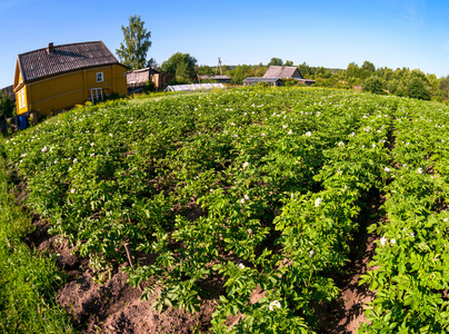 土豆在俄罗斯村庄在夏季