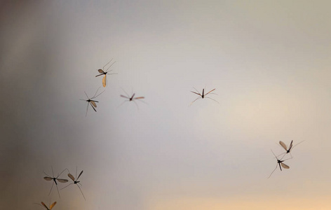 一群讨厌的蚊子在背景下卷曲照片