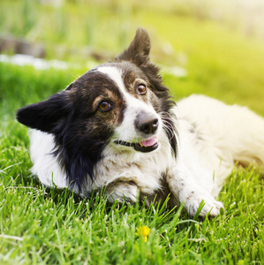 可爱的边境牧羊犬狗放松在公园特写视图