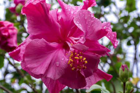 雨后的芙蓉花