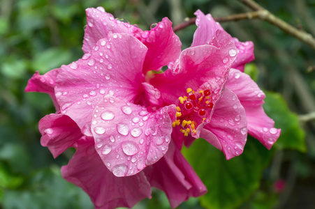 雨后的粉红色的芙蓉花