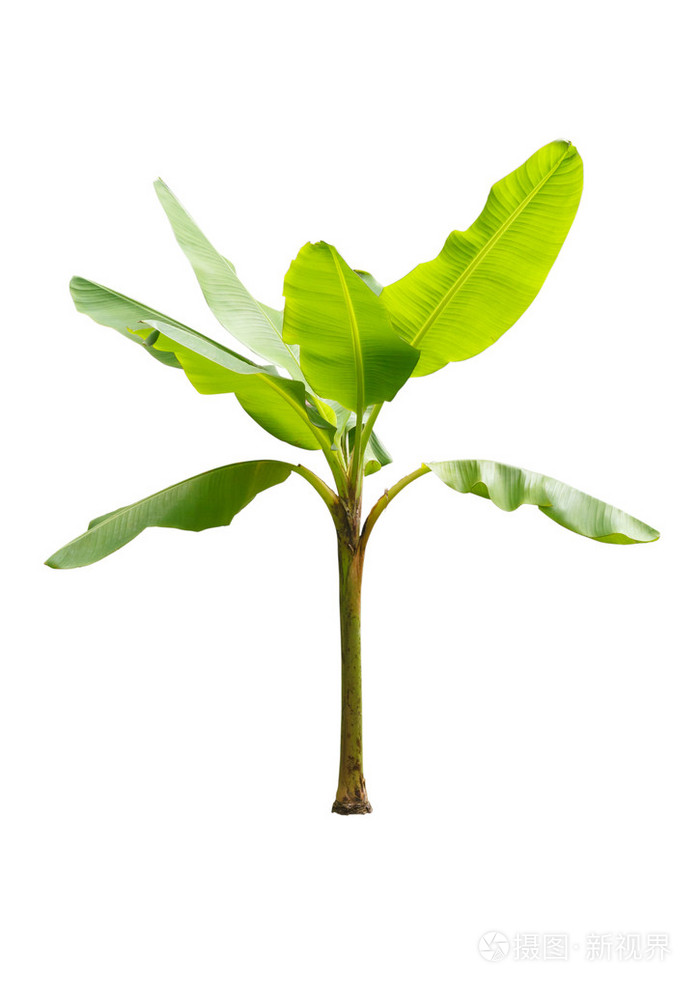 年轻的香蕉树被隔绝在白色背景上