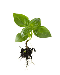 罗勒属植物罗勒属植物的根照片