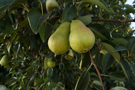 梨农场加利福尼亚的一个农场上, 成熟的梨生长在树上.照片