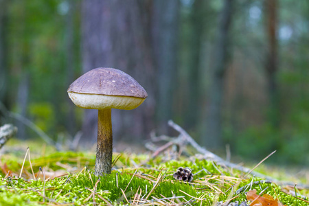 褐色的帽子单面在森林里生长。Leccinum 蘑菇生长在木头上。美丽的可食秋 bolete