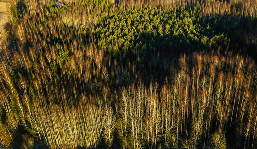 半雪森林的一个晴朗的冬天天的无人机摄影