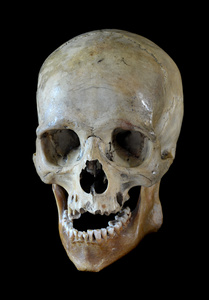 真正的人类头骨图片