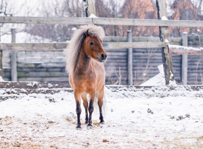 一匹红头发的小马在冬天对着雪的背景摆姿势。