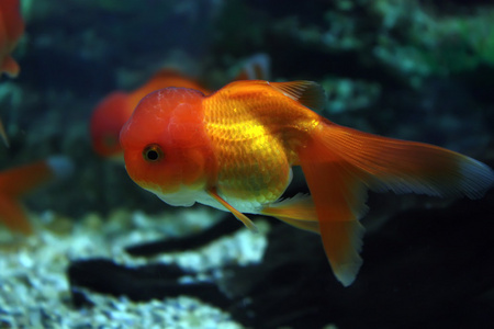 水族馆鱼在野生背景图片