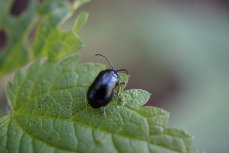 桤叶甲虫-agelastica alniagelastic 驼鹿桤叶甲虫