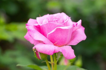 花园里粉红色玫瑰的特写