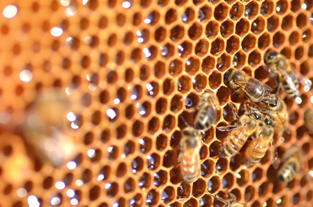 勤劳的蜜蜂，在蜂窝中养蜂场