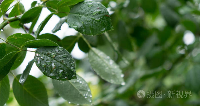 玫瑰雨淋湿了。背景与树叶和雨滴。秋季背景。叶子与雨下落