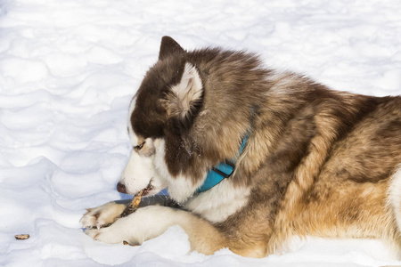 西伯利亚爱斯基摩犬在冬季公园散步